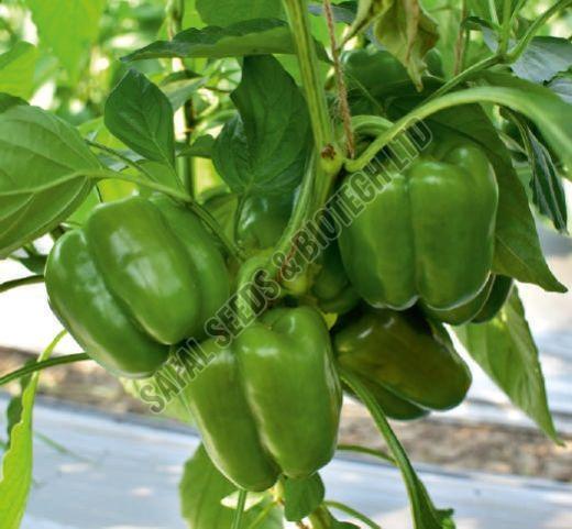 F1 SSB -310 Capsicum Seeds