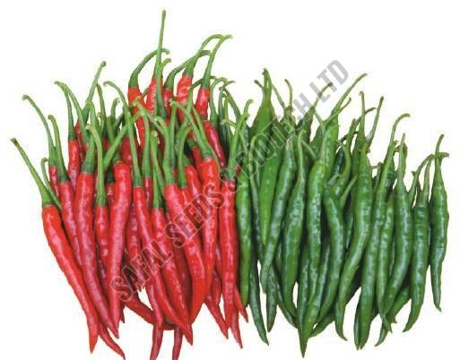 F1-Tejas Chilli Seeds
