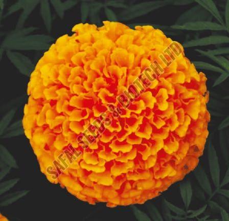 Narnagi Marigold Seeds