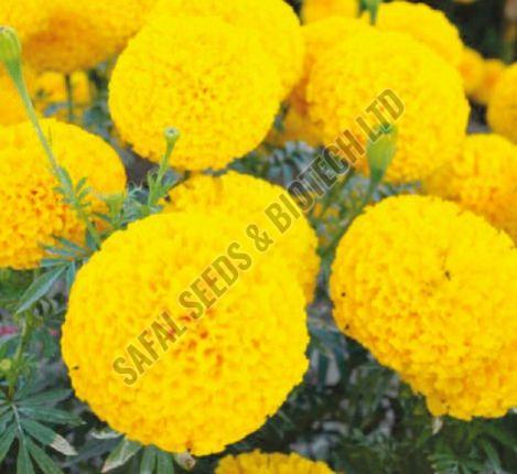 Victoria Marigold Seeds