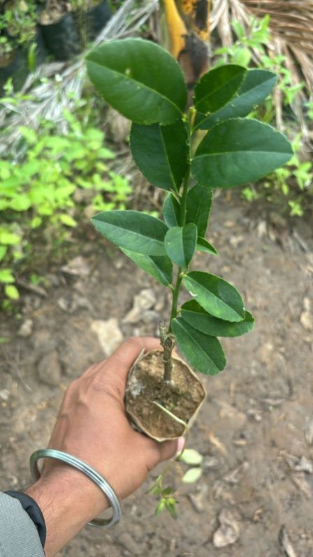 Lemon Plant