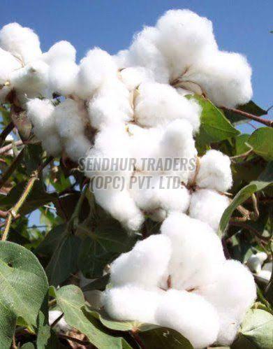 Raw White Cotton