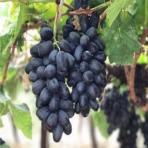 A Grade Nashik Black Grapes