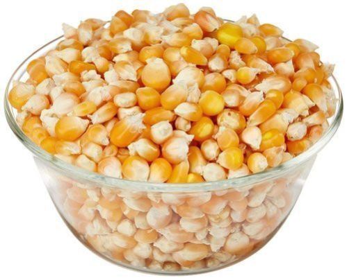 A Grade Dried Corn Seed