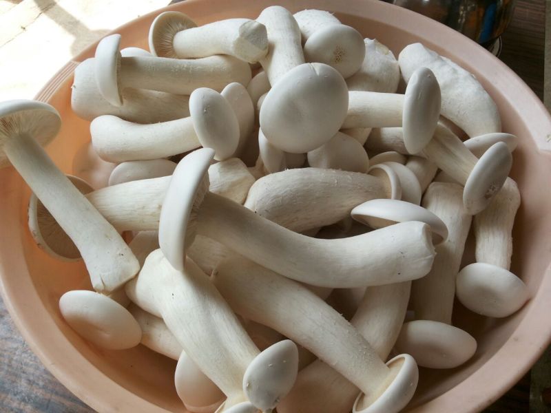 Organic Milky Mushroom