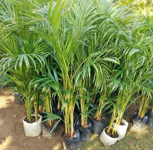 Areca Palm Plant