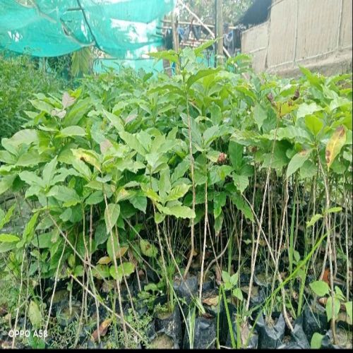 Coffee Plant