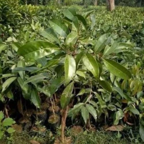 Grafting Litchi Plant