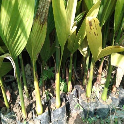 Green Tambul Plant