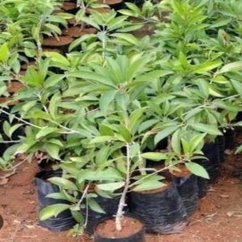 Kalapati Chiku Plants