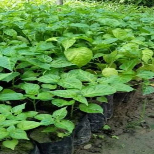Green Natural Naga Chilli Plant