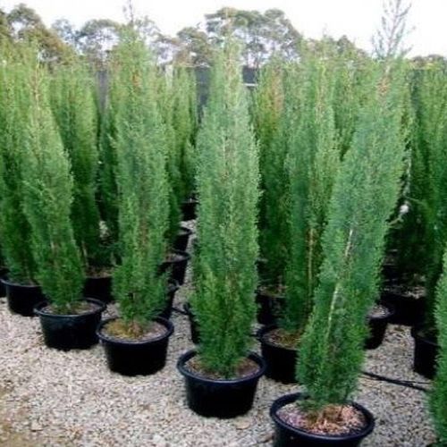 Pencil Pine Plant