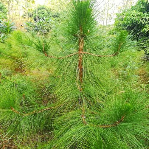 Pine Tree Plant