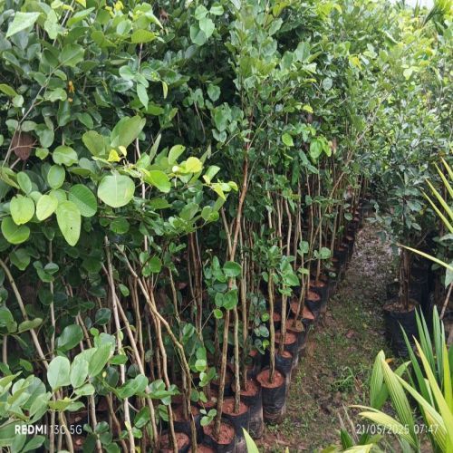 Red Chandan Plant