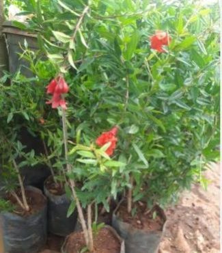 Super Bhagwa Pomegranate Plant