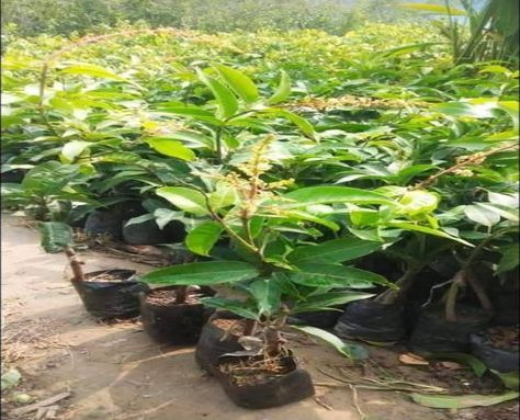 Thai All Time Mango Plant
