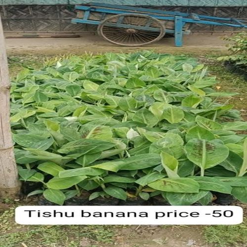 Tissue Culture Banana Plant