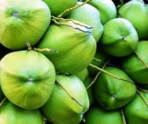Green Tender Coconut