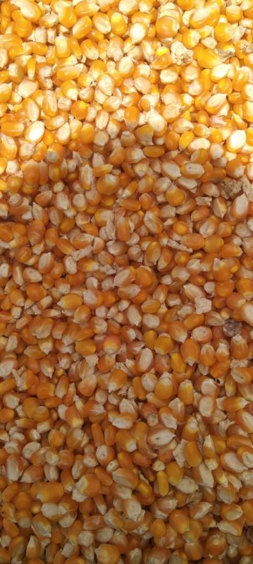 yellow maize