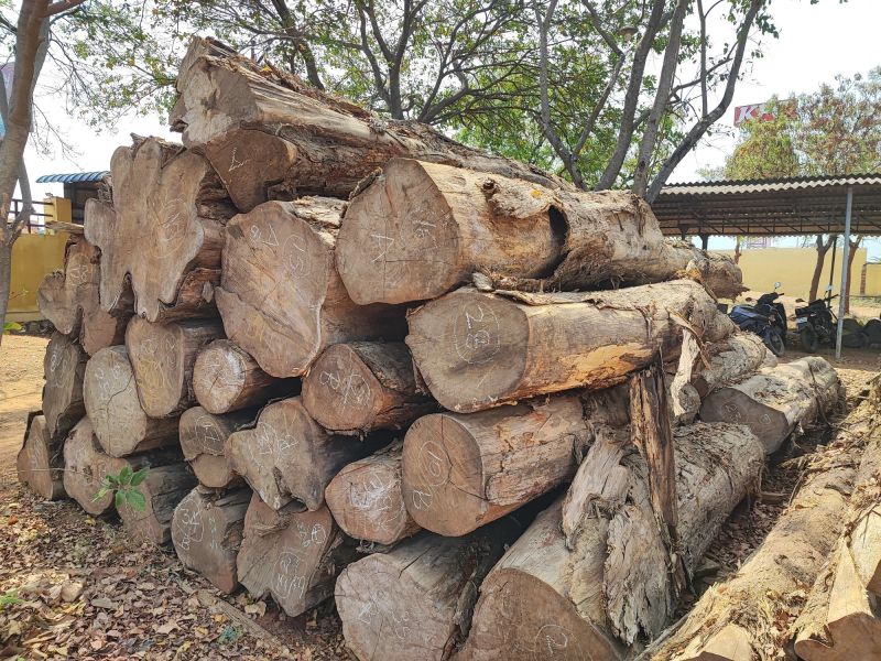 Round African Teak Wood Logs