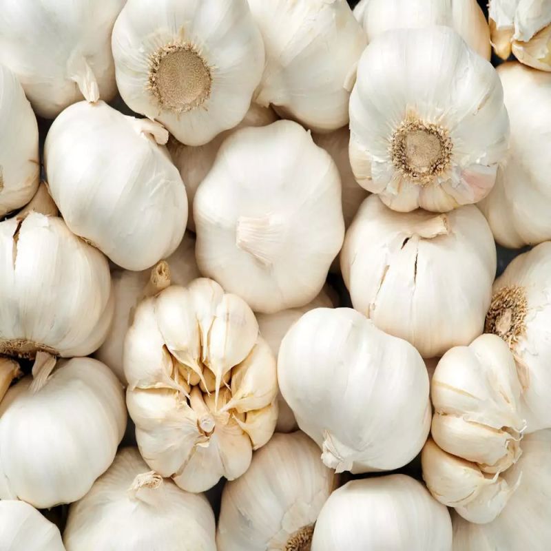 Raw Garlic