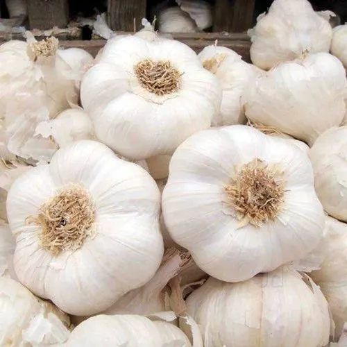 White Garlic
