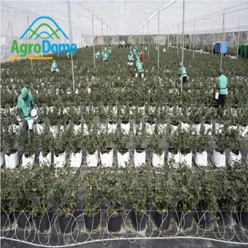 Agronomy Cultivation Consultancy