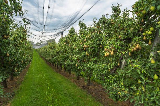 Shade Net House for Pear Orchard Structure