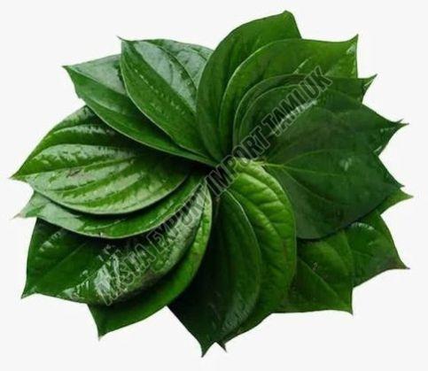 Fresh Green Betel Leaves