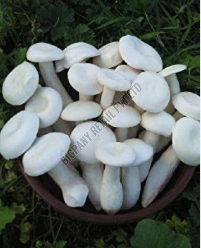 Fresh White Milky Mushroom