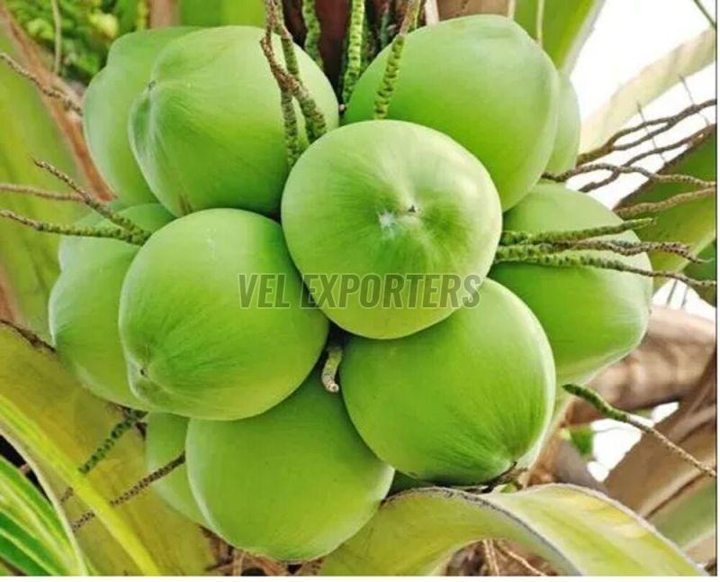 A Grade Tender Coconut