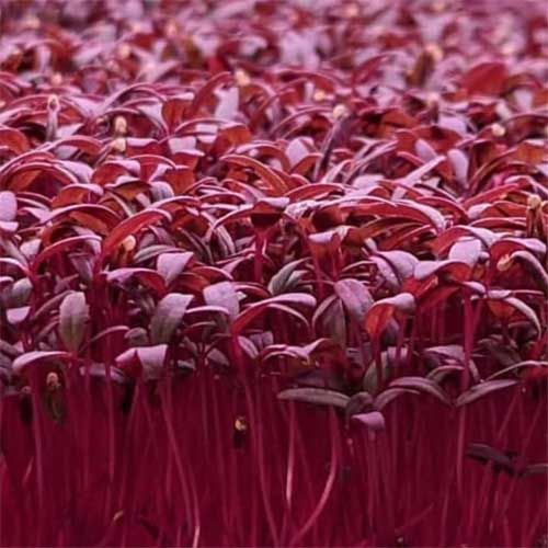 Amaranthus Red Microgreen