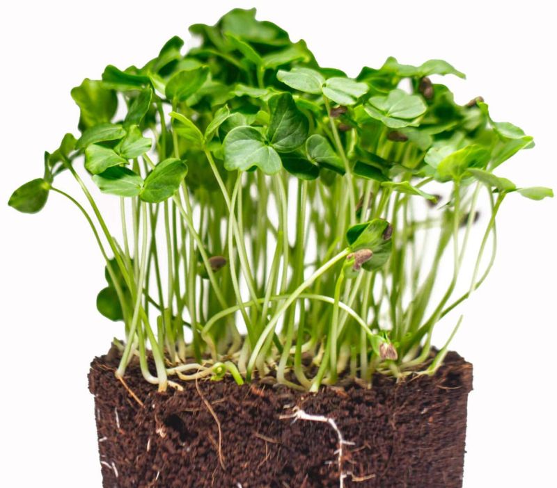 Gongura Microgreen