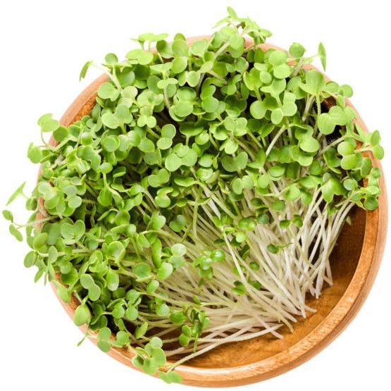 Kale Microgreen