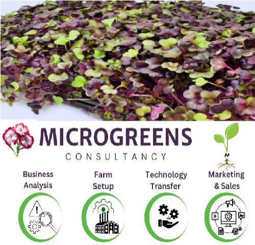 Microgreens Education Services