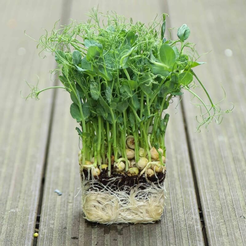 Pea Shoots Microgreen