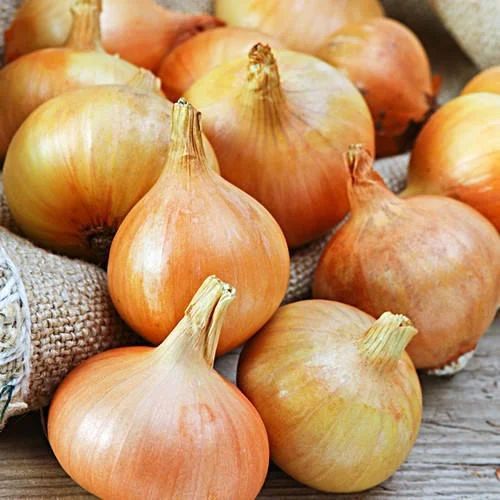 Fresh Yellow Onion