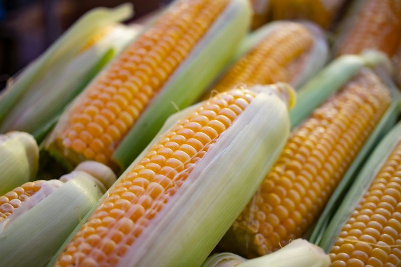 Yellow Sweet Corn Cob