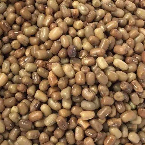 Turkish Gram