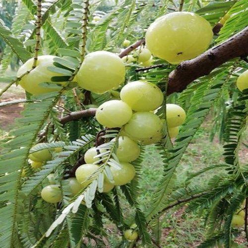 Chakaiya Amla Plants
