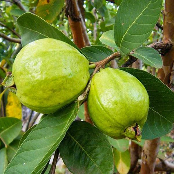 L-49 Guava Plants