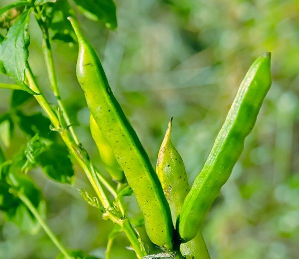 Guar Gum