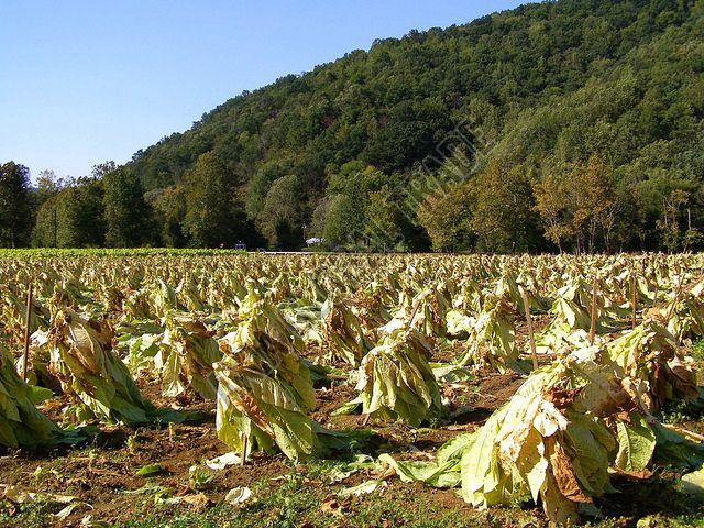 Dry Tobacco Leaves