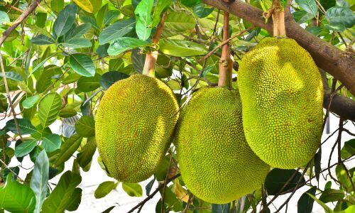 Fresh Green Jackfruit