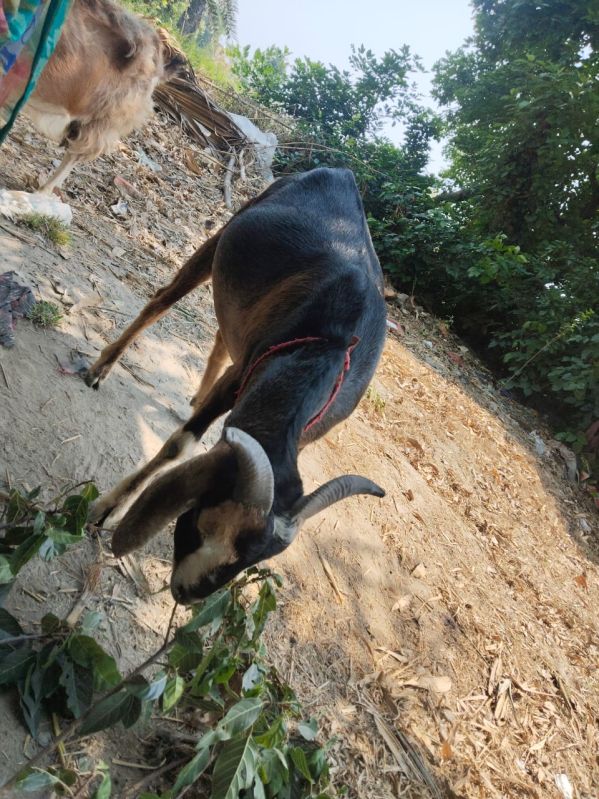 Live Goat