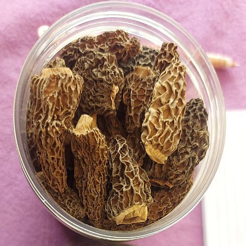 Dried Mushroom