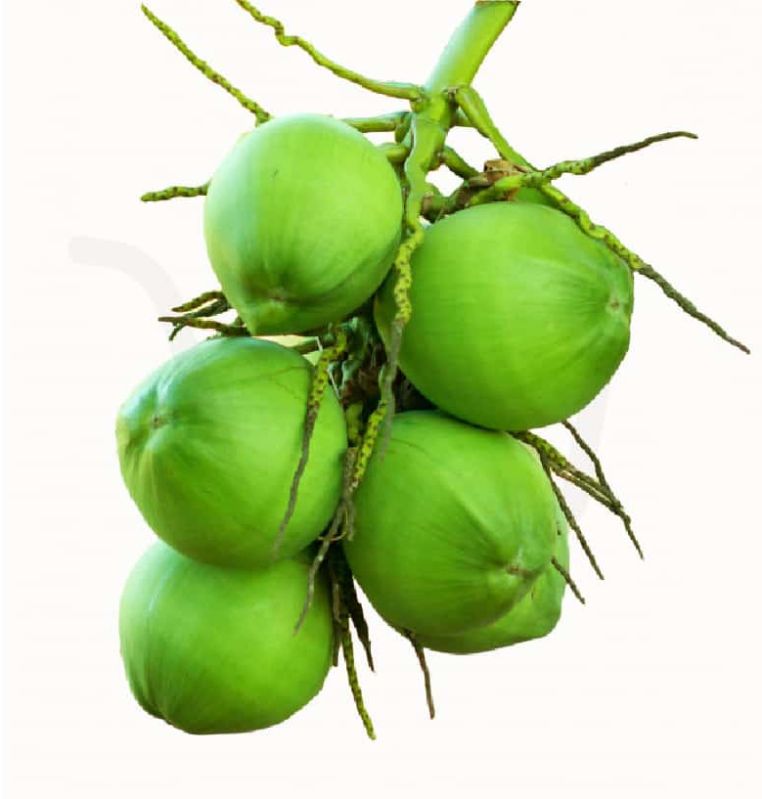 Tender Green Coconut