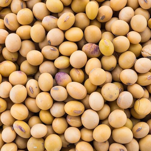 soyabean