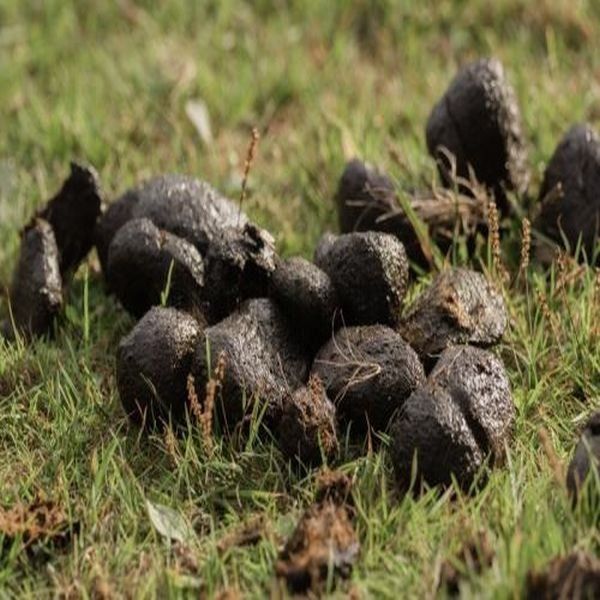 Agriculture Raw Donkey Dung