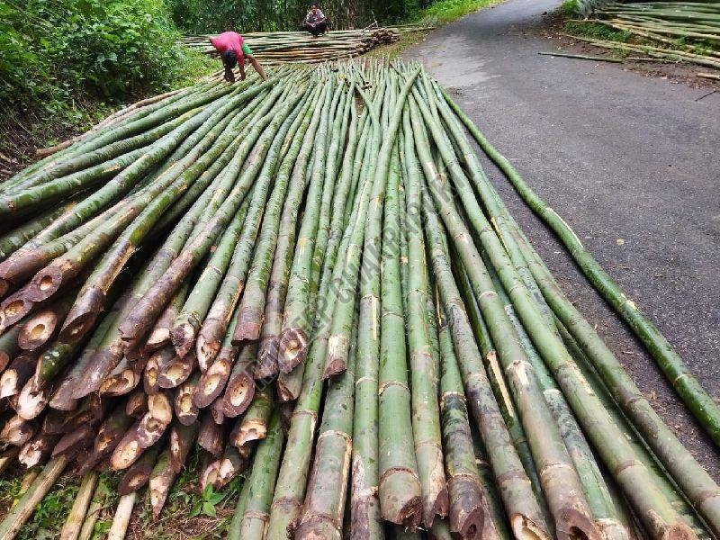 Bamboo Poles